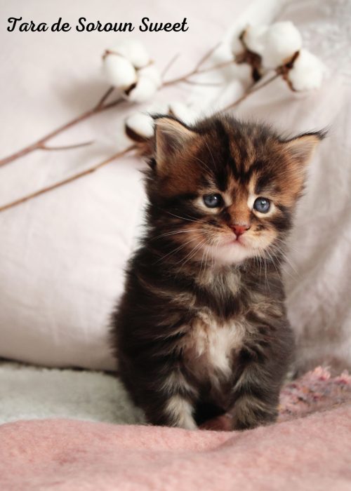 xr:d:DAFUjzuGHKA:4,j:311432538,t:22121215